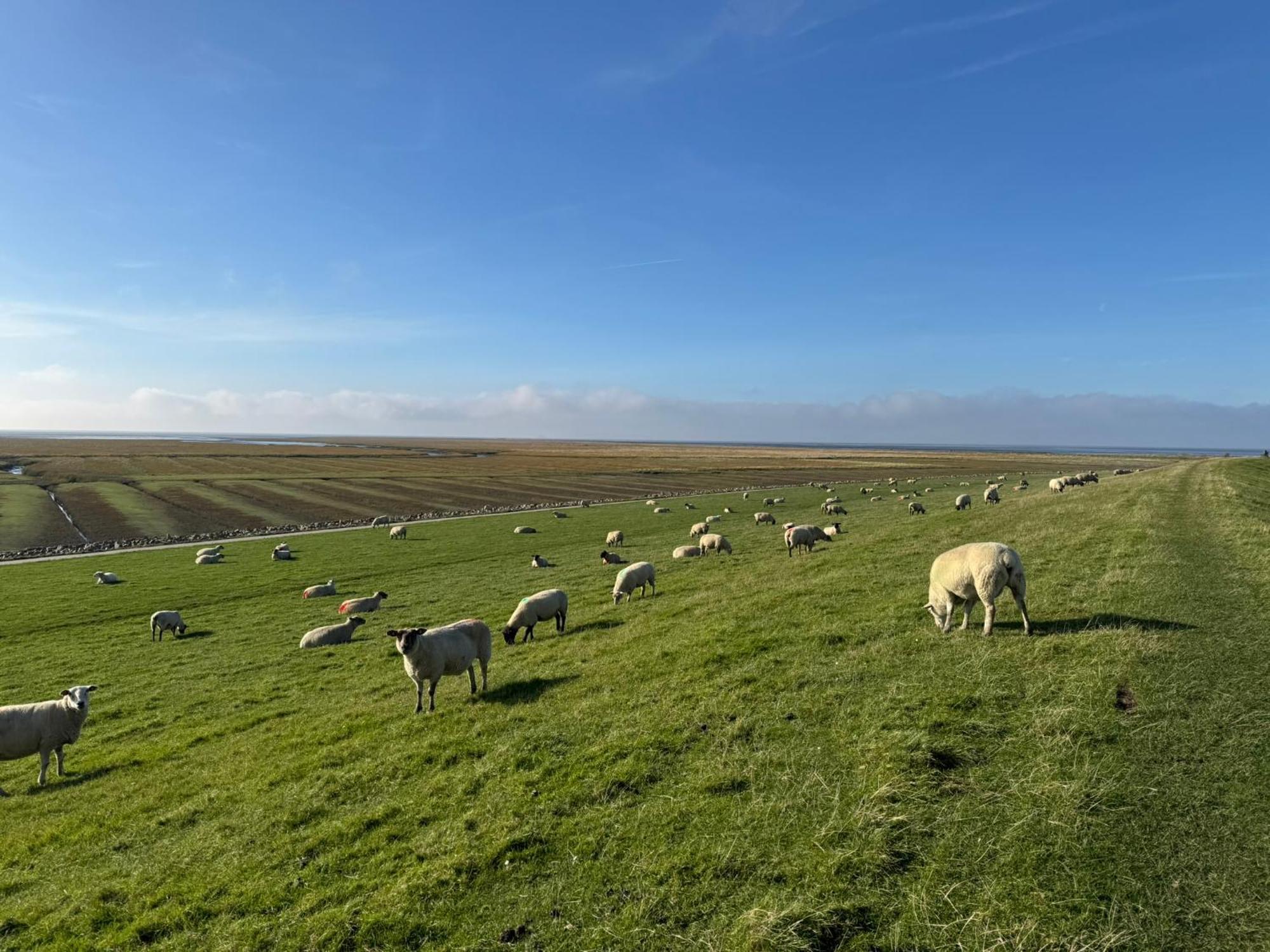 Nordseetraum - Ferienhaus Wolke Friedrichskoog Ngoại thất bức ảnh